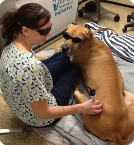 Dog getting Laser Therapy