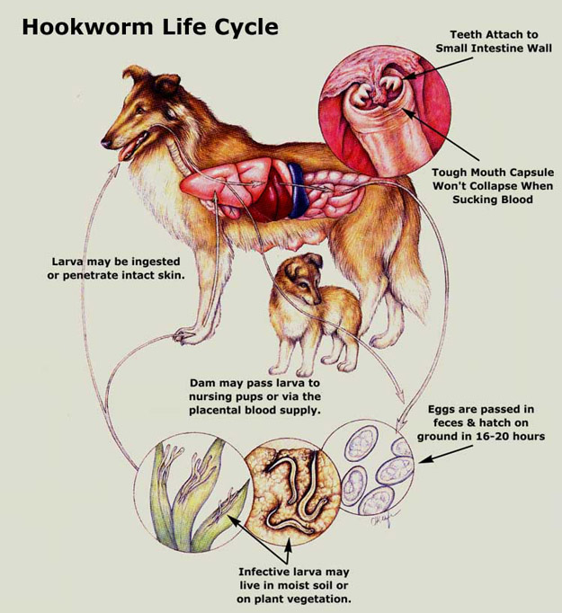 do dogs pass heartworms in their stool