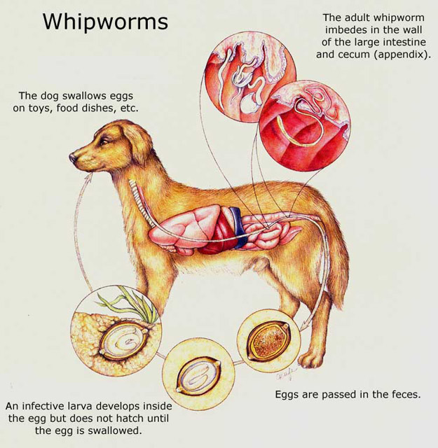 how do you kill parasites in dogs